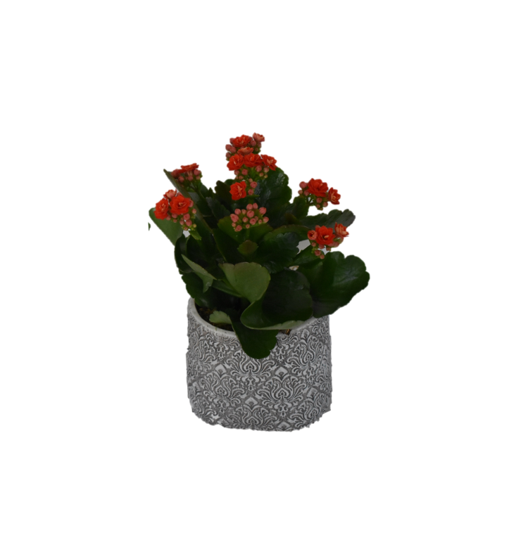 Κόκκινη Καλαγχόη