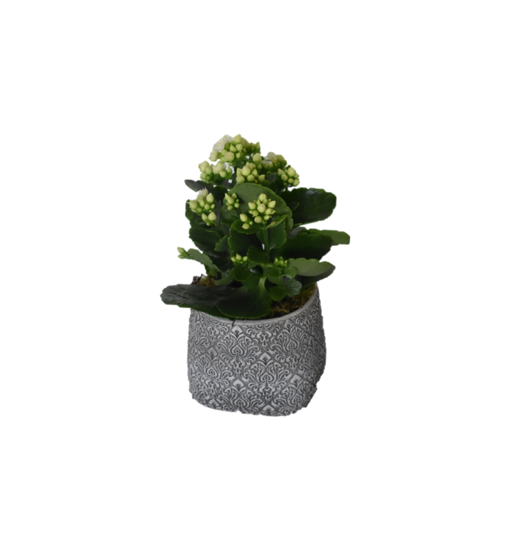 Κίτρινη Καλαγχόη