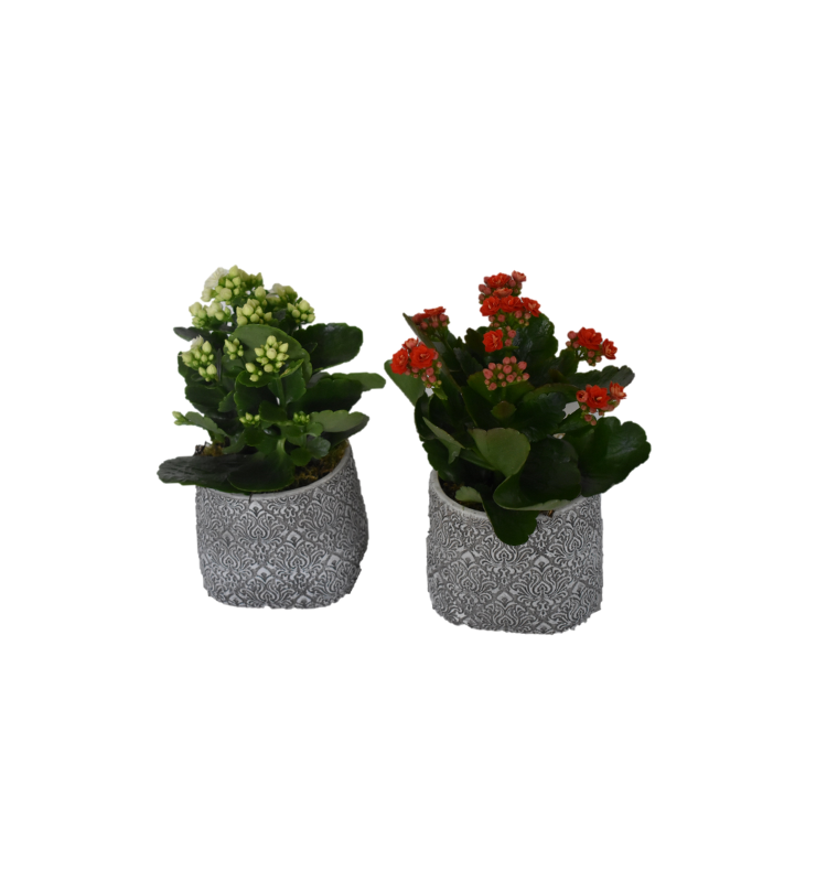 ATHENA CREATIONS - Κίτρινη Καλαγχόη