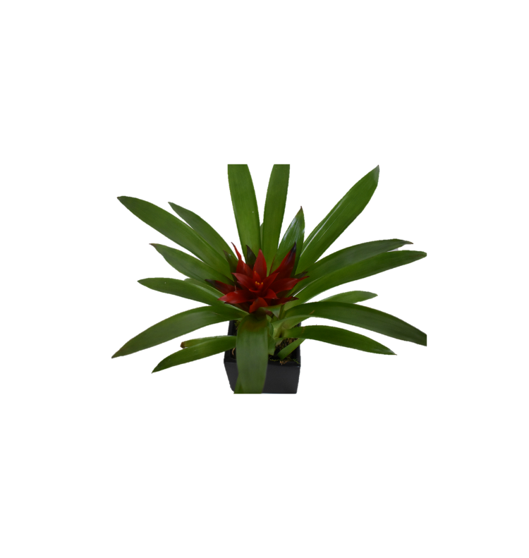 ATHENA CREATIONS - Γκουσμάνια