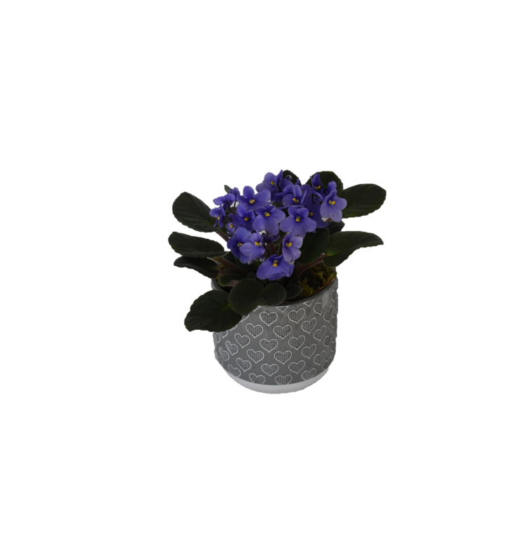 Μπλε Σεπόλια