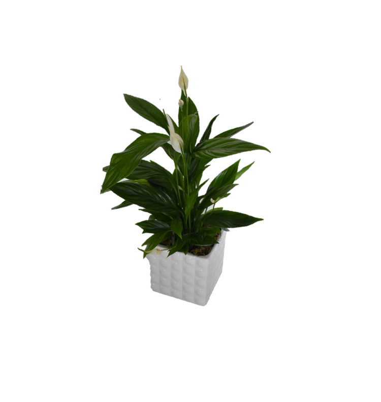 Σπαθίφυλλο Μικρό