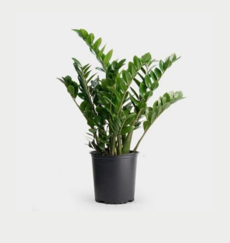 Ζάμια Σε Κασπώ Λευκό