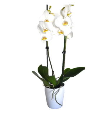 Λευκή Ορχιδέα Φαλαίνοψις
