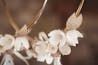 VELISSARIA - Στέφανα γάμου με επίχρυση-επάργυρη βέργα και μεταξωτά λουλούδια