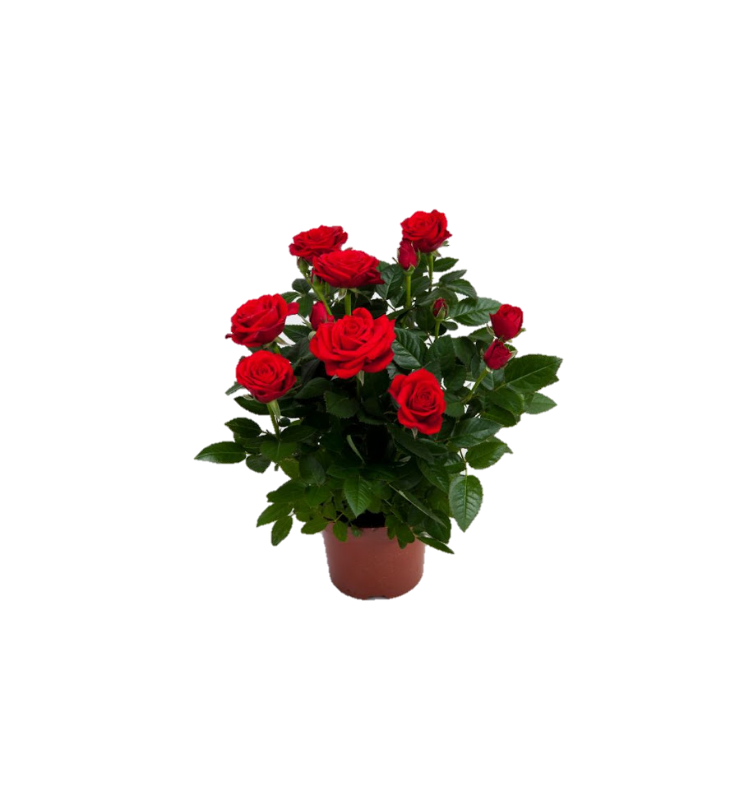 Τριανταφυλλιά