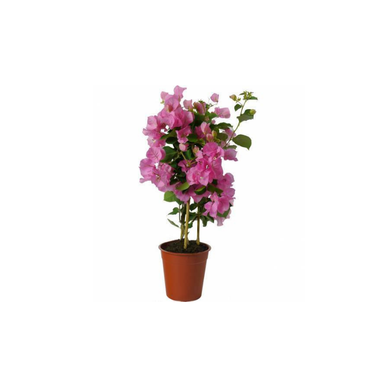 Μπουκαμβίλια