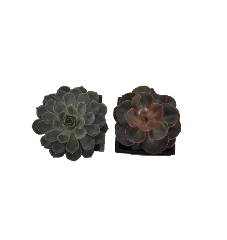 ATHENA CREATIONS - Εχεβέρια