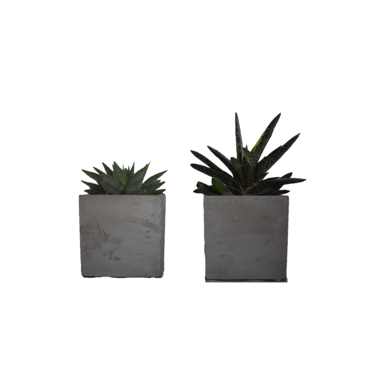 ATHENA CREATIONS - Παχύφυτο σε Τσιμεντένιο Κασπώ