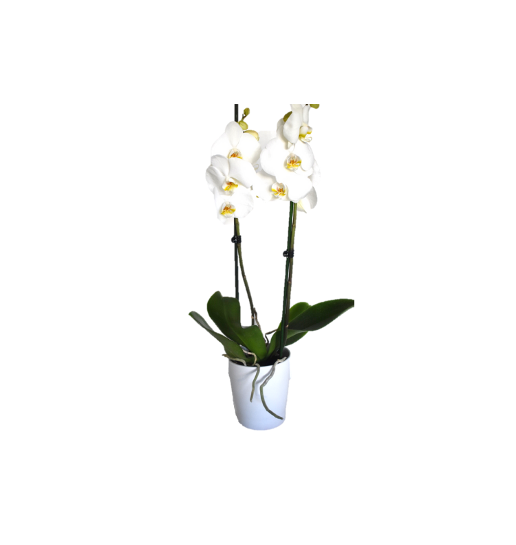 Λευκή Ορχιδέα Φαλαίνοψις σε Λευκό Κασπώ