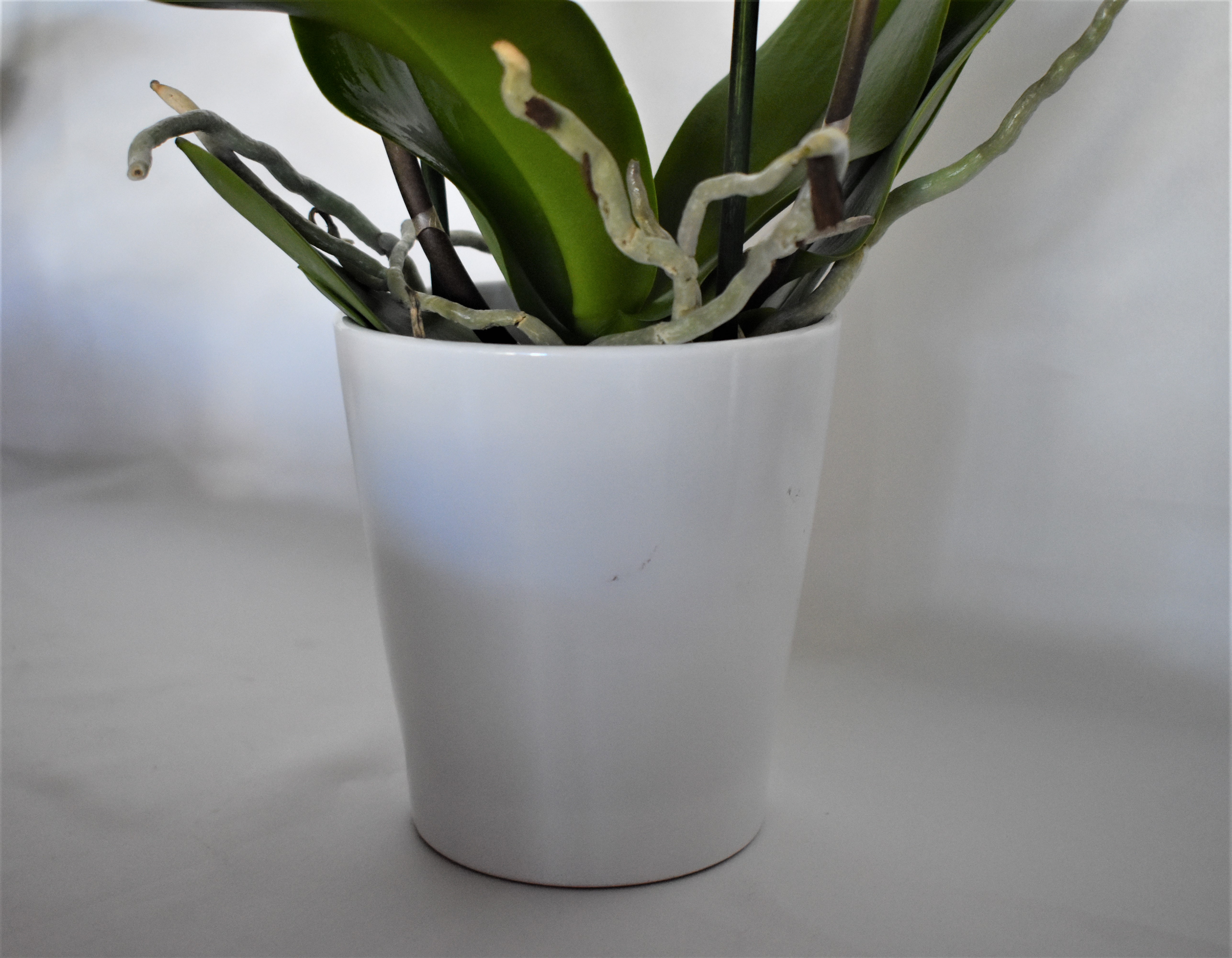 ATHENA CREATIONS - Λευκή Ορχιδέα Φαλαίνοψις σε Λευκό Κασπώ