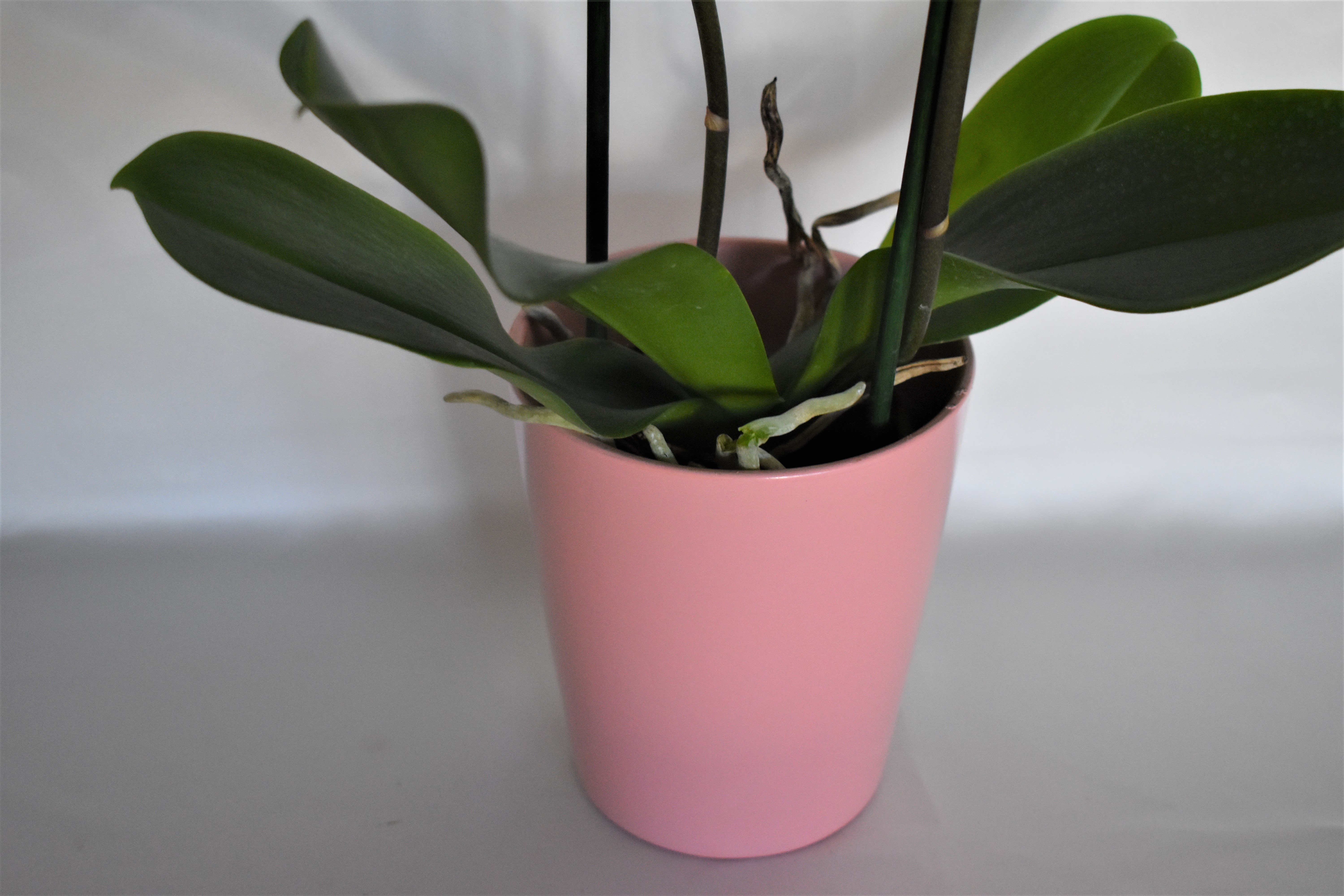 ATHENA CREATIONS - Λευκή Ορχιδέα Φαλαίνοψις σε Ροζ Κασπώ