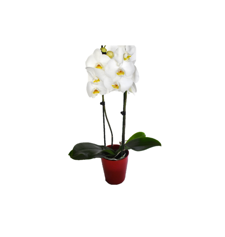 Λευκή Ορχιδέα Φαλαίνοψις σε Κόκκινο Κασπώ