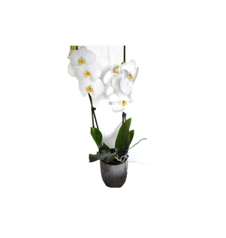 Λευκή Ορχιδέα Φαλαίνοψις σε Ασημί Κασπώ