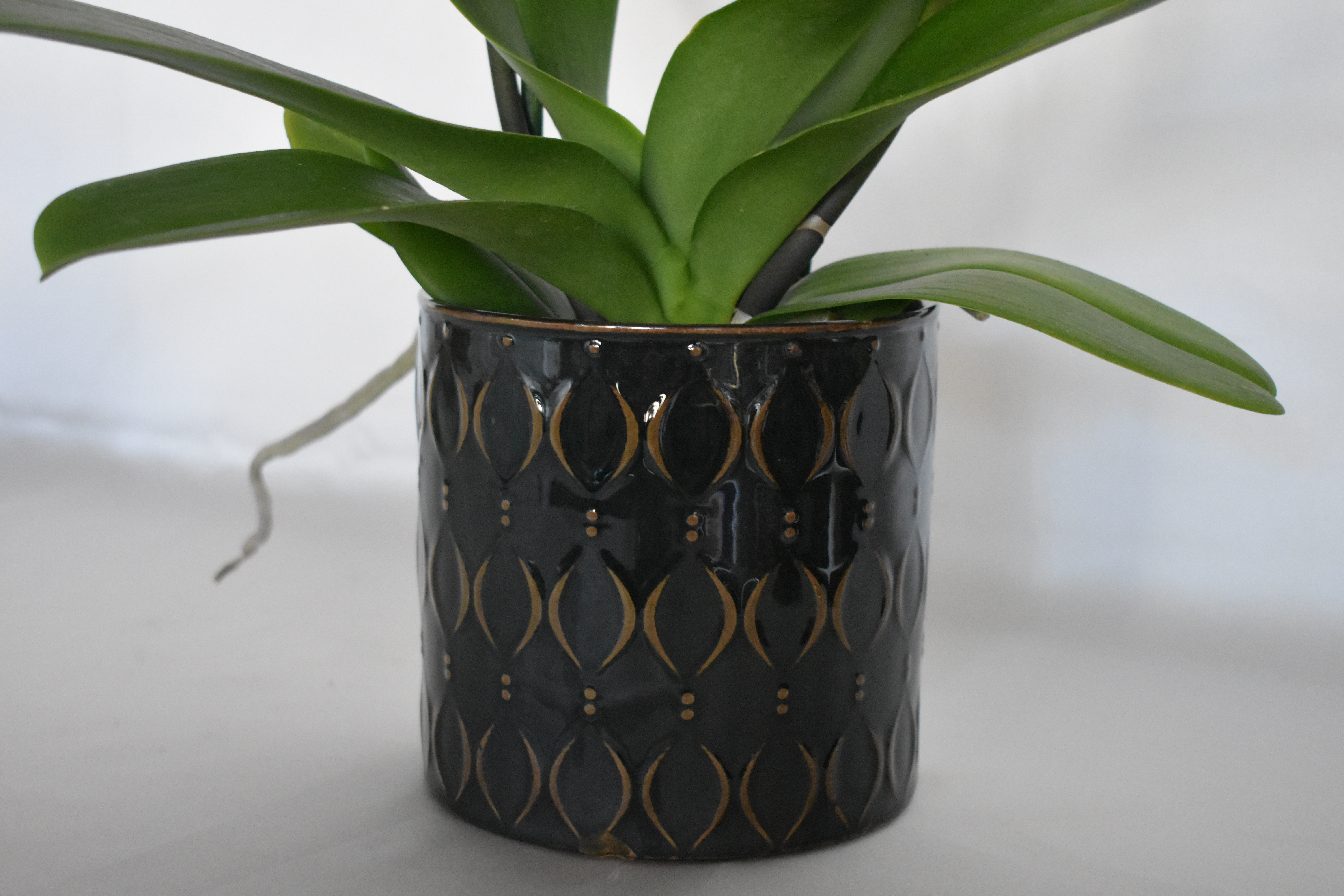 ATHENA CREATIONS - Λευκή Ορχιδέα Φαλαίνοψις σε Κασπώ με Tribal Σχέδια