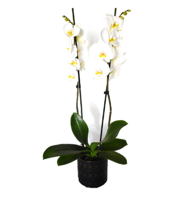 Λευκή Ορχιδέα Φαλαίνοψις