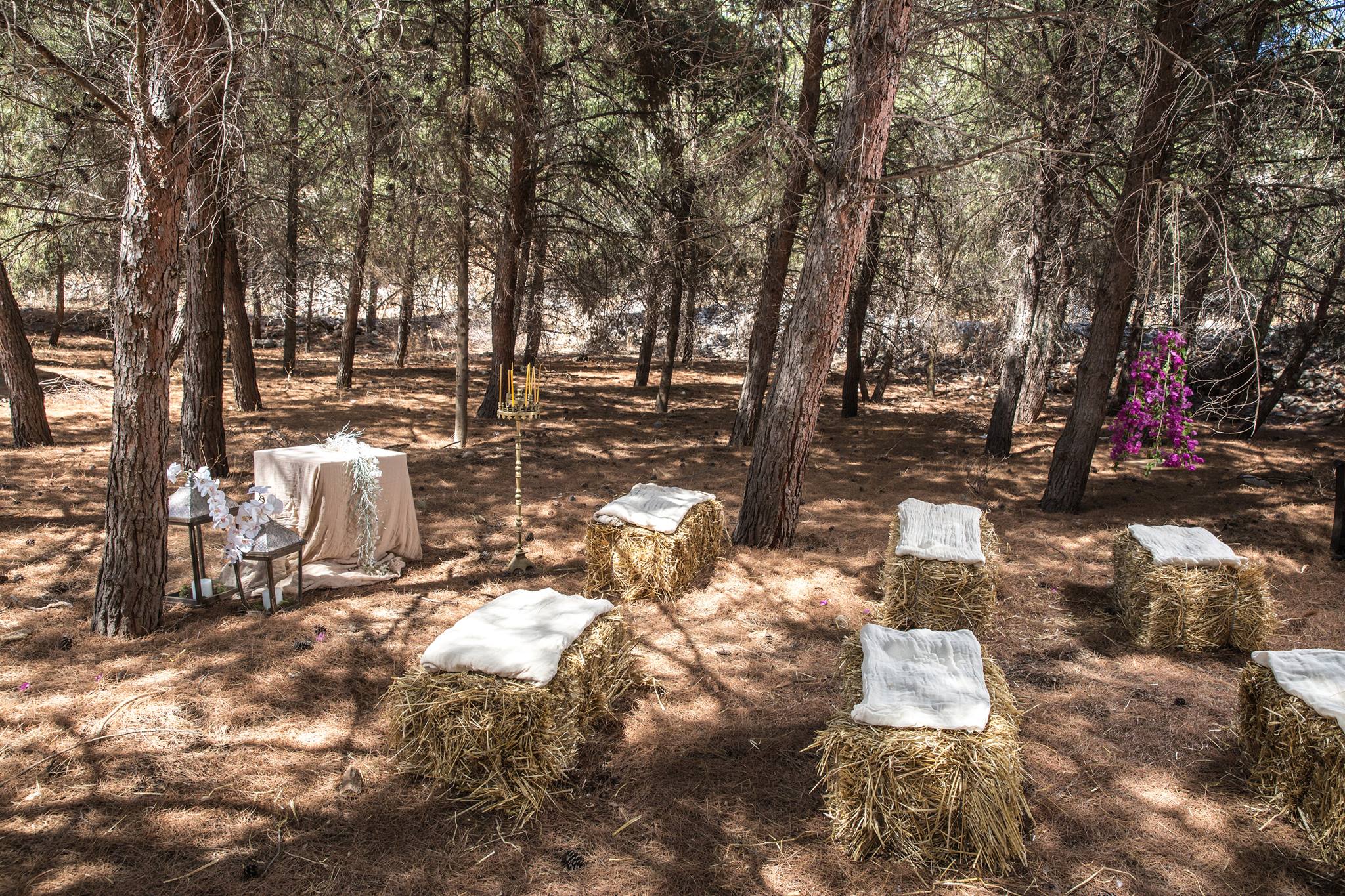 Γάμος στο Δάσος