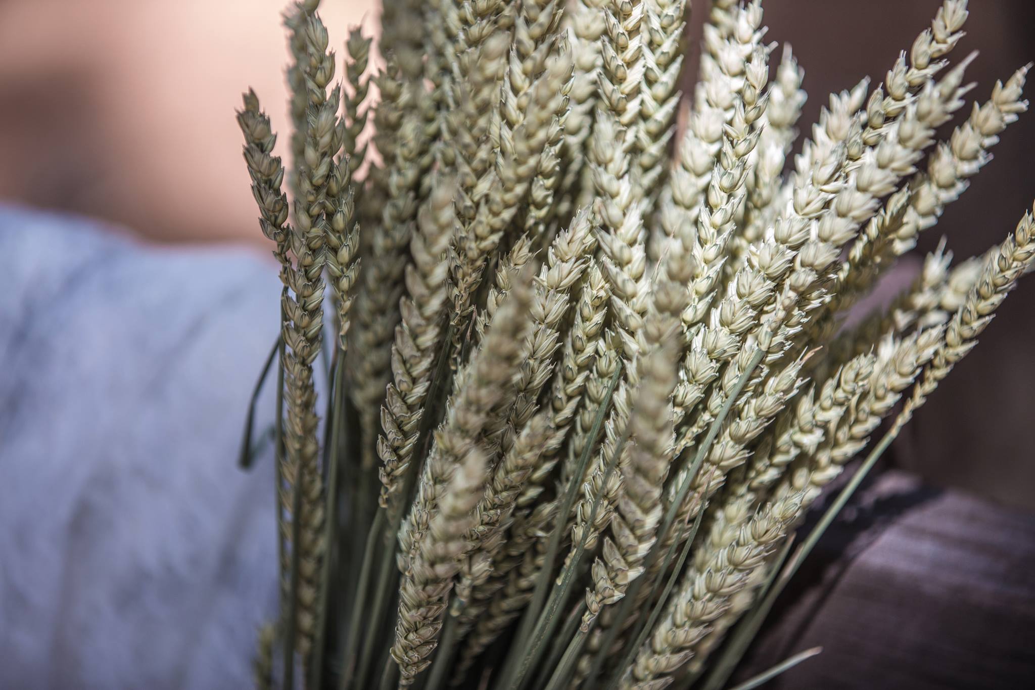 Γάμος στο Δάσος