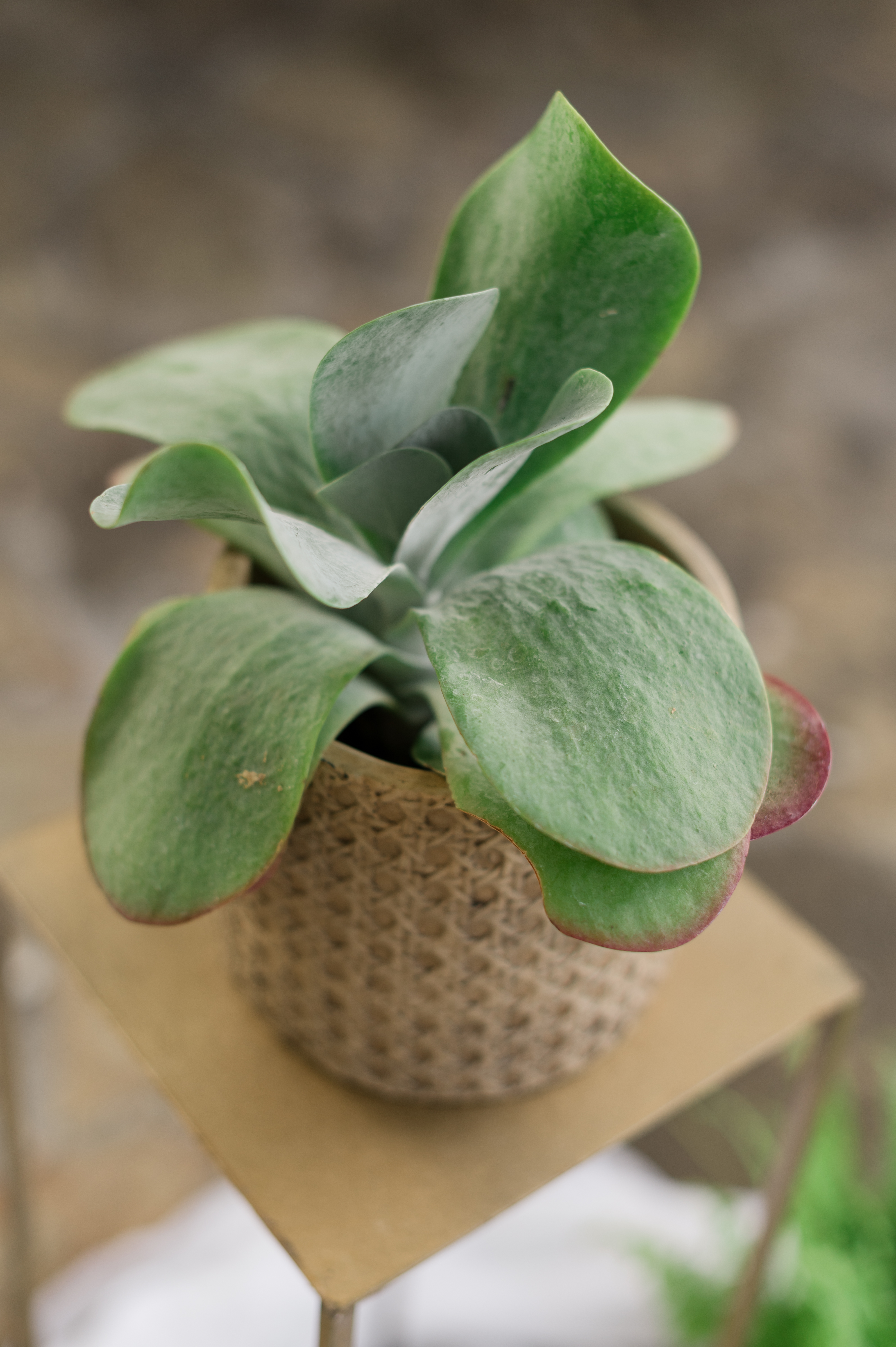 Η Βάπτιση του Κωνσταντίνου με θέμα Ζώα της Ζούγκλας